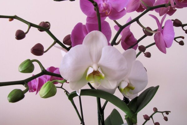 A branch of orchid flowers a hundred different species planted