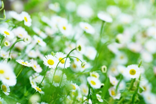 White daisies on a background of green grass