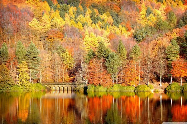 Autumn forest on a mountain slope