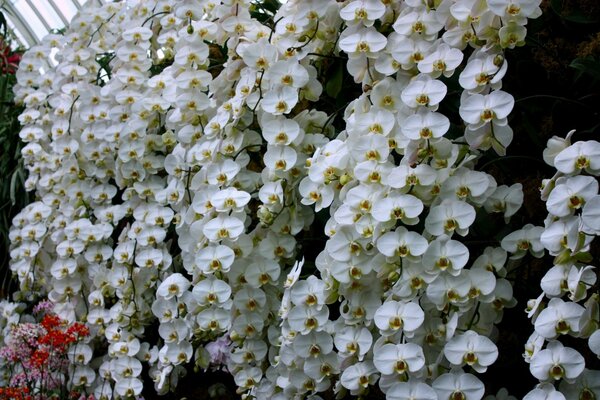 Ein Wunder der Natur schneeweiße Orchidee