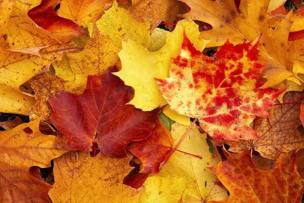 In autumn, the multicolored yellow, red, brown leaves look great