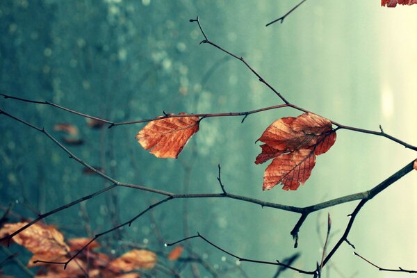 Macro shooting of an autumn leaf on a branch