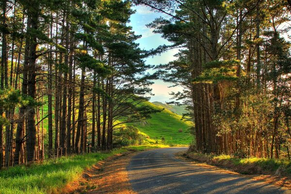 A new turn of the road through the tall pines