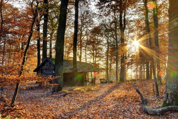 Herbstlaub fällt im Oktober im Wald