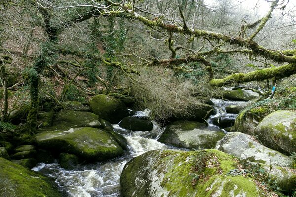 Un ruscello di montagna scorre attraverso alberi muschiosi caduti