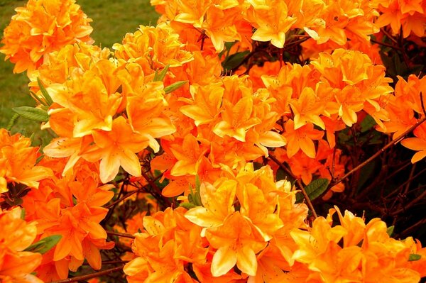 Beautiful, bright and interesting orange blossoms
