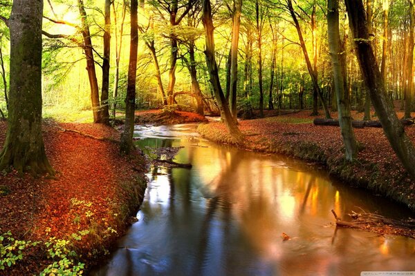 Beautiful autumn landscape in the forest