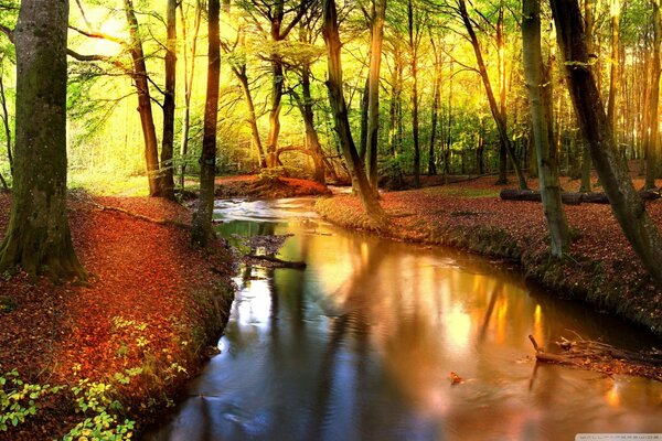 Beau paysage d automne dans la forêt