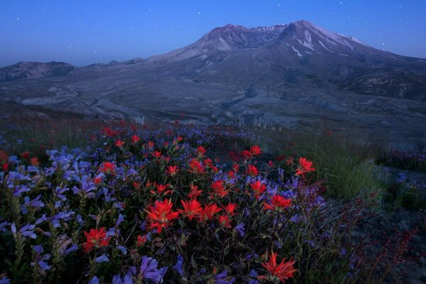 Blaue und rote Blumen auf dem Hintergrund der Berge in der Nacht