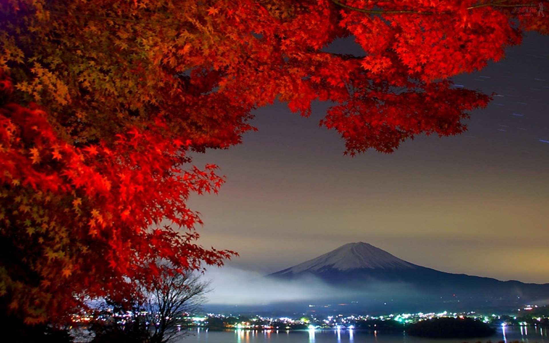 tree fuji tokyo mountain volcano