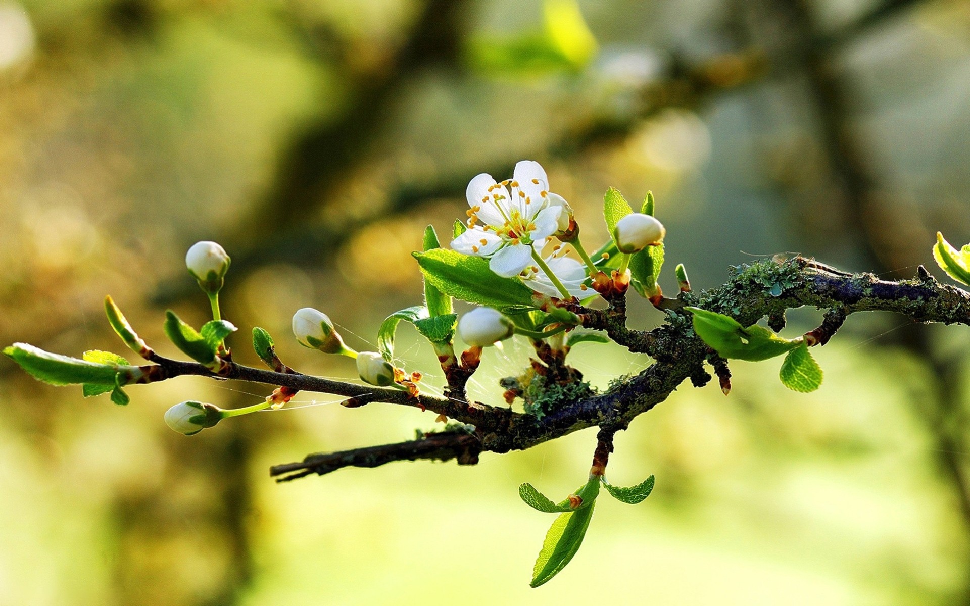 alberi fiori primavera sole macro gemme luce