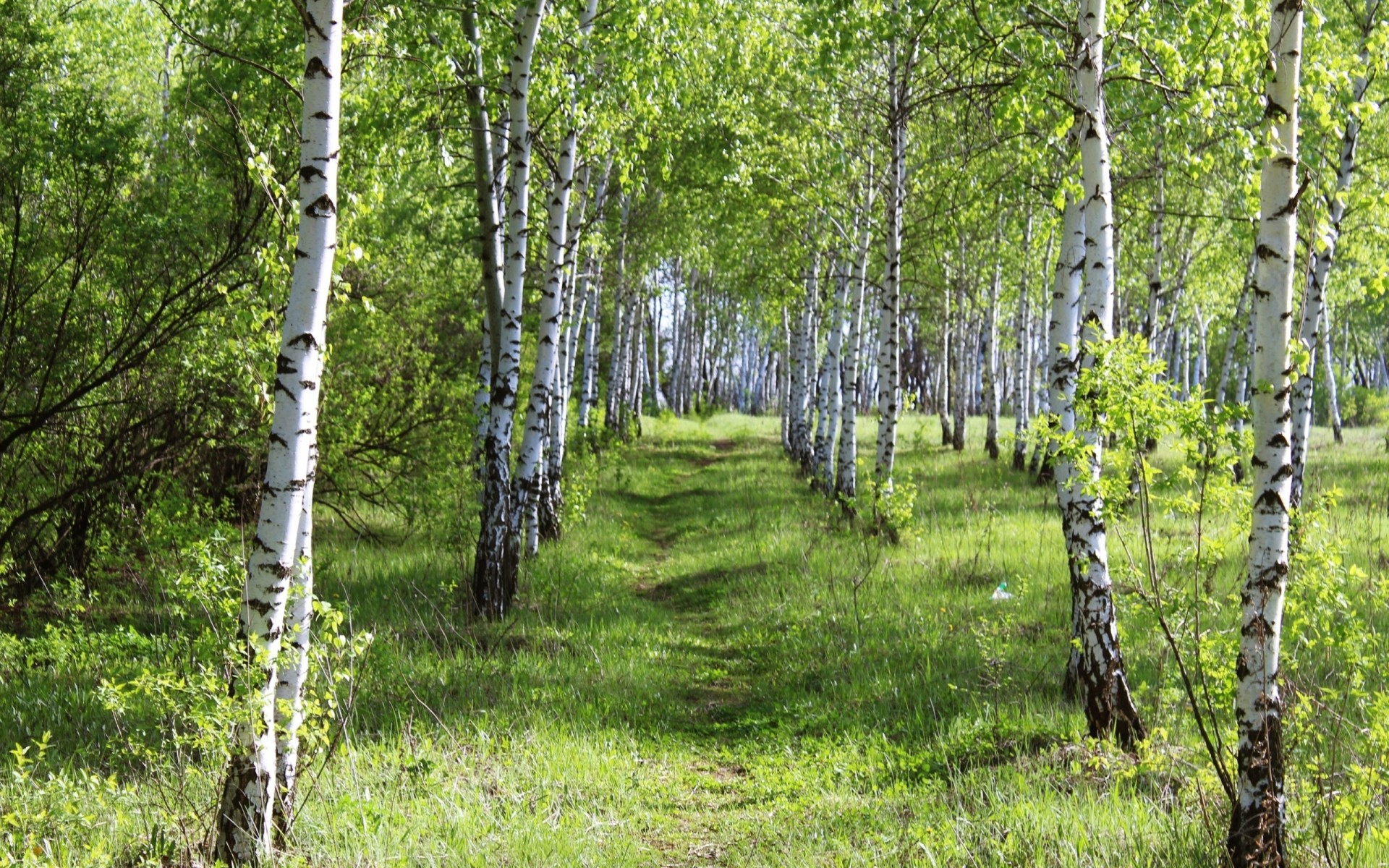 bosque hierba verano abedul día belleza arboleda