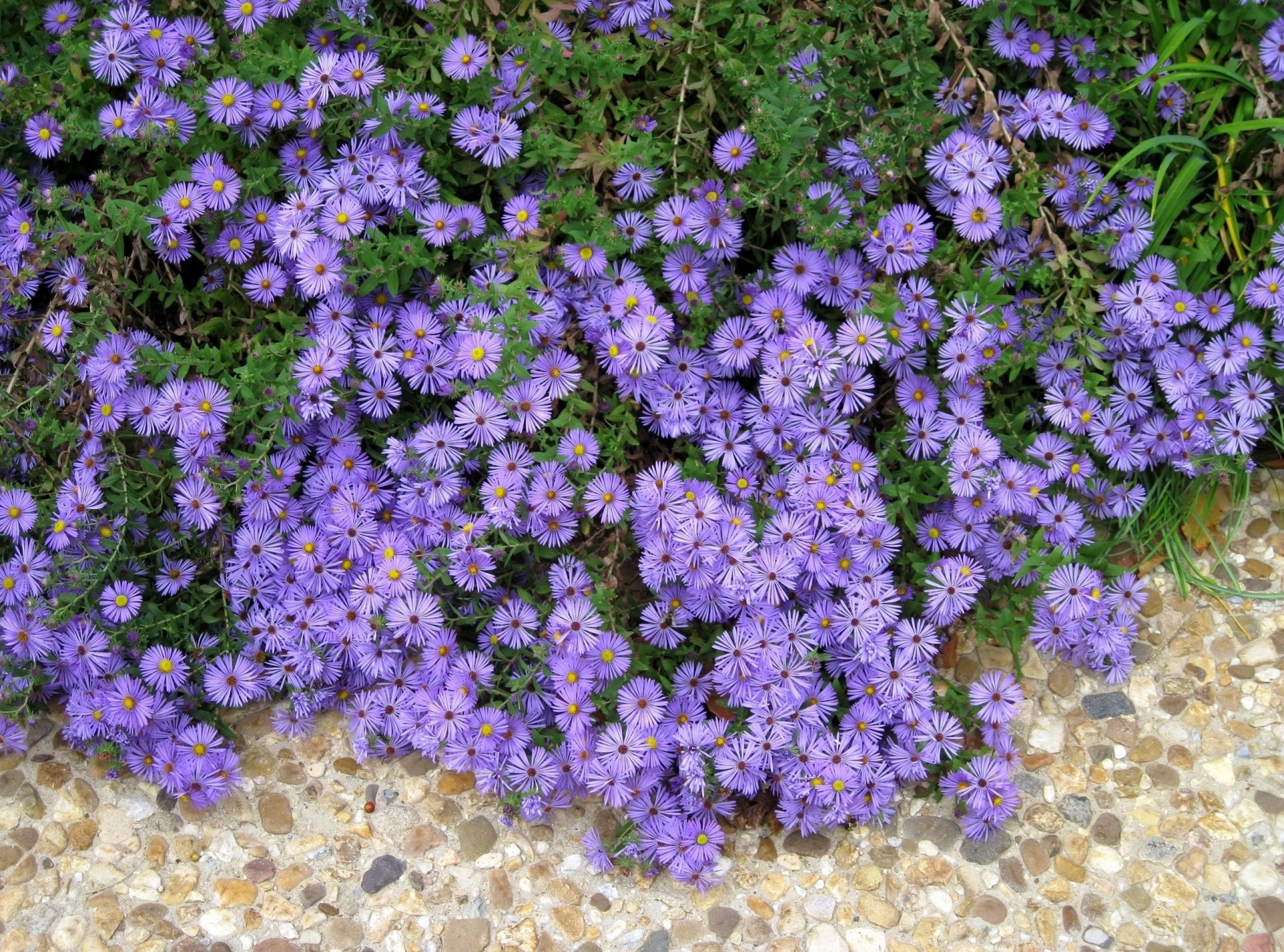 pierres parterre de fleurs lilas fleurs chemin