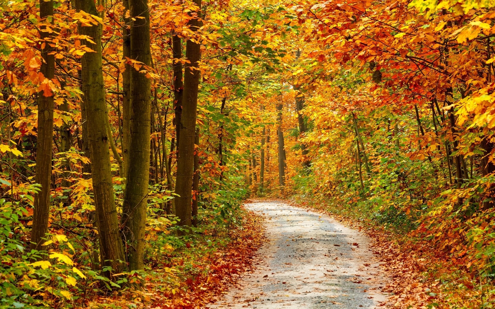 autumn sheet tree seasons road