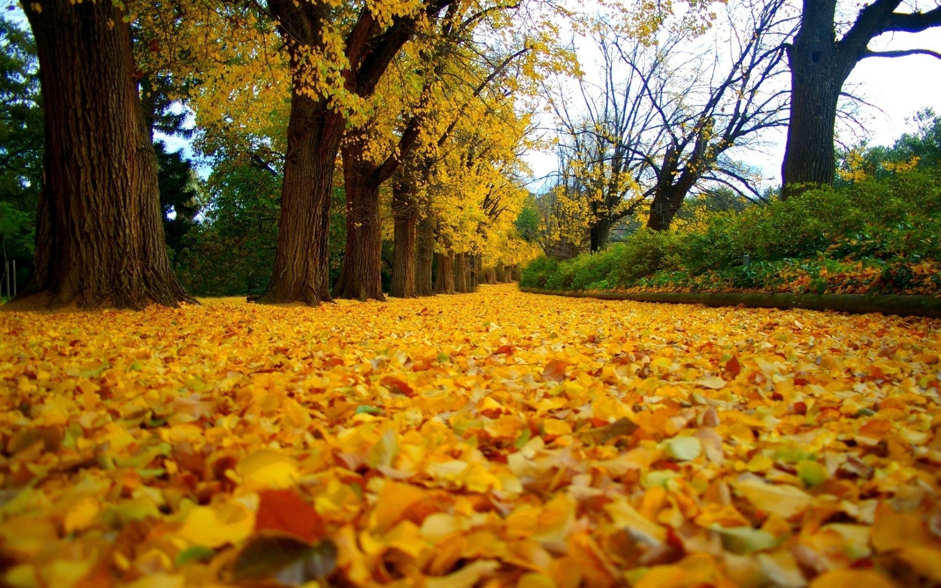 foglia fogliame alberi parco vicolo autunno cespugli