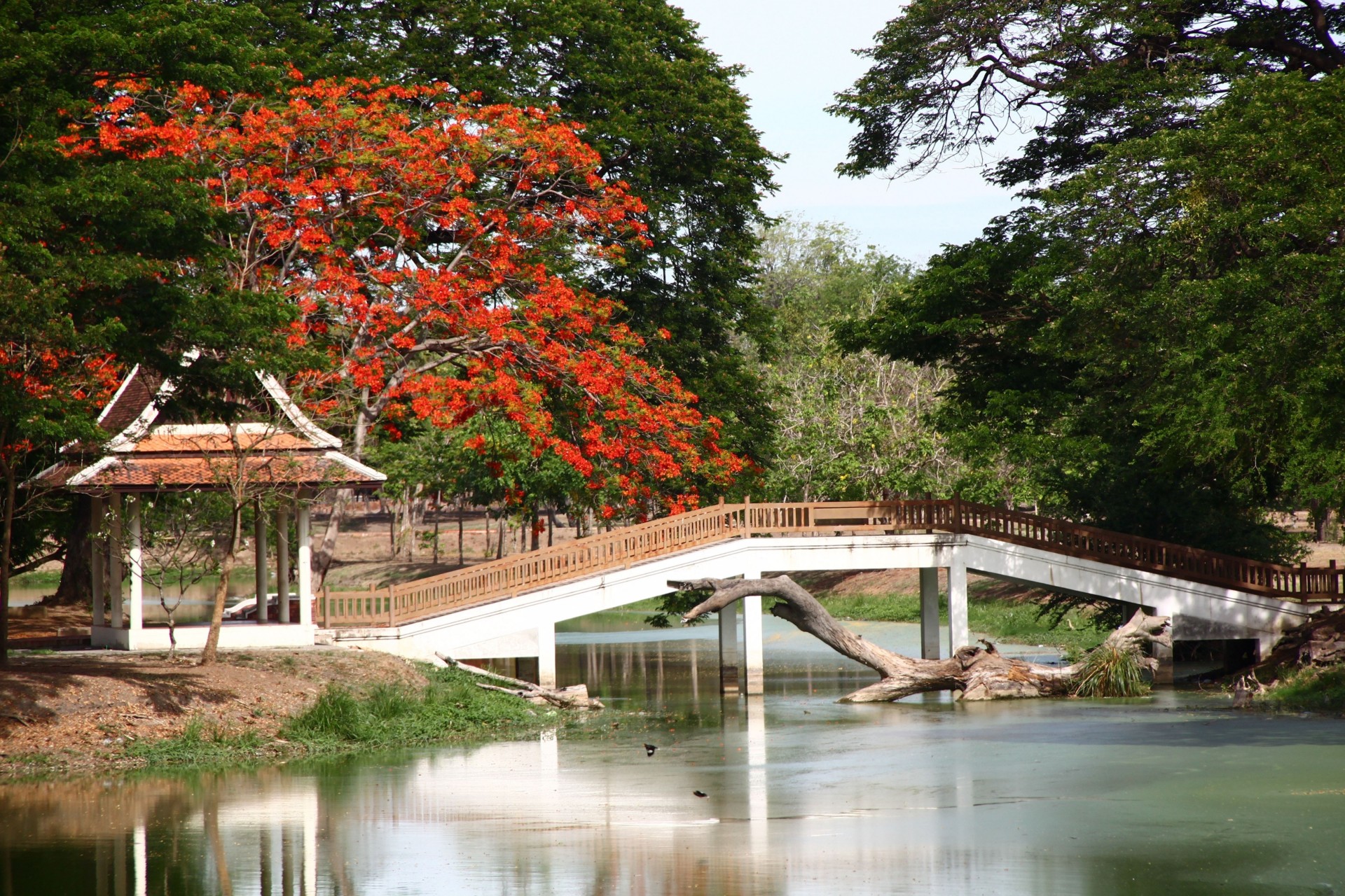 cenador madera flotante tokio puente