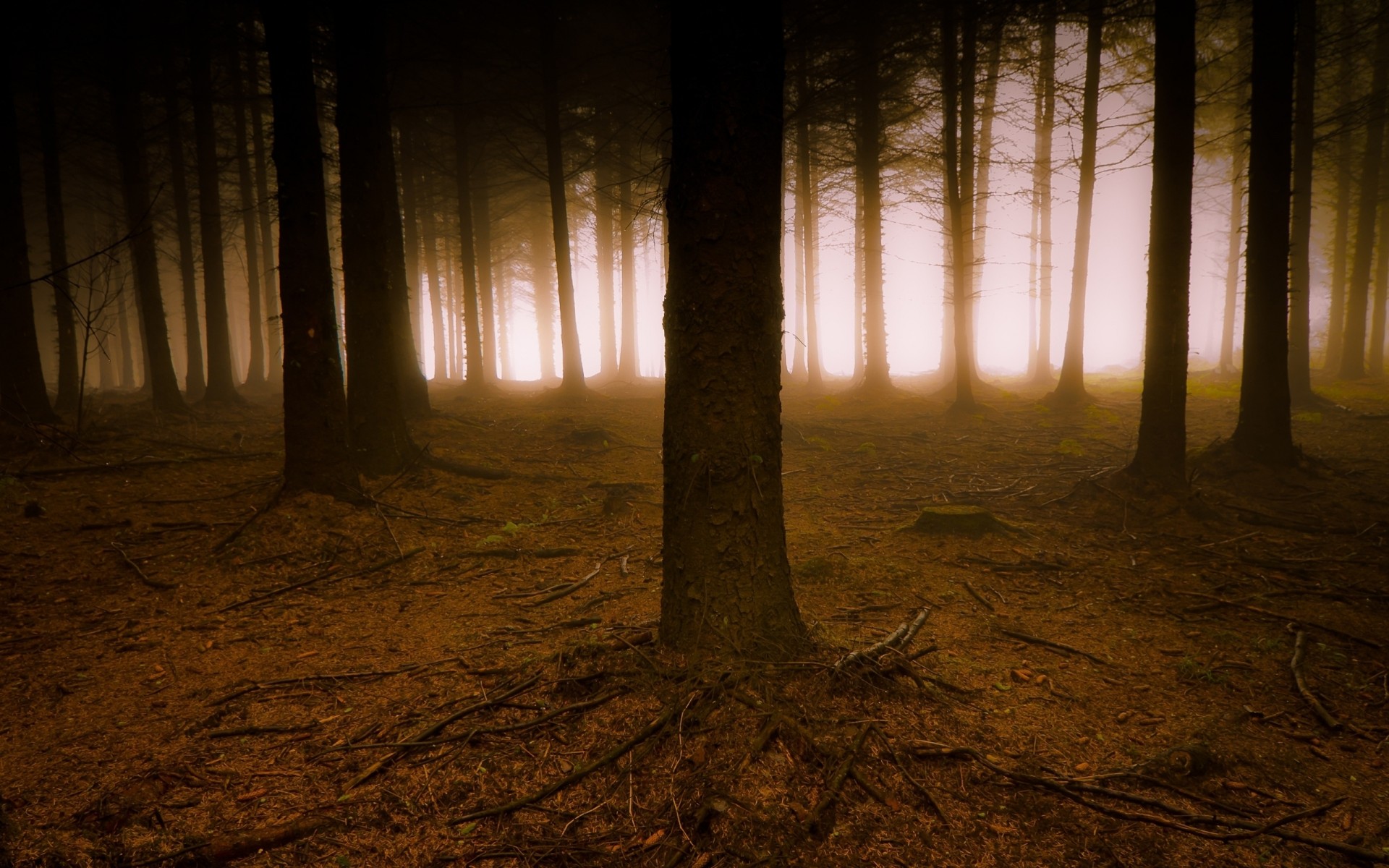 raíces árboles niebla bosque niebla ramas espeluznante oscuro tierra