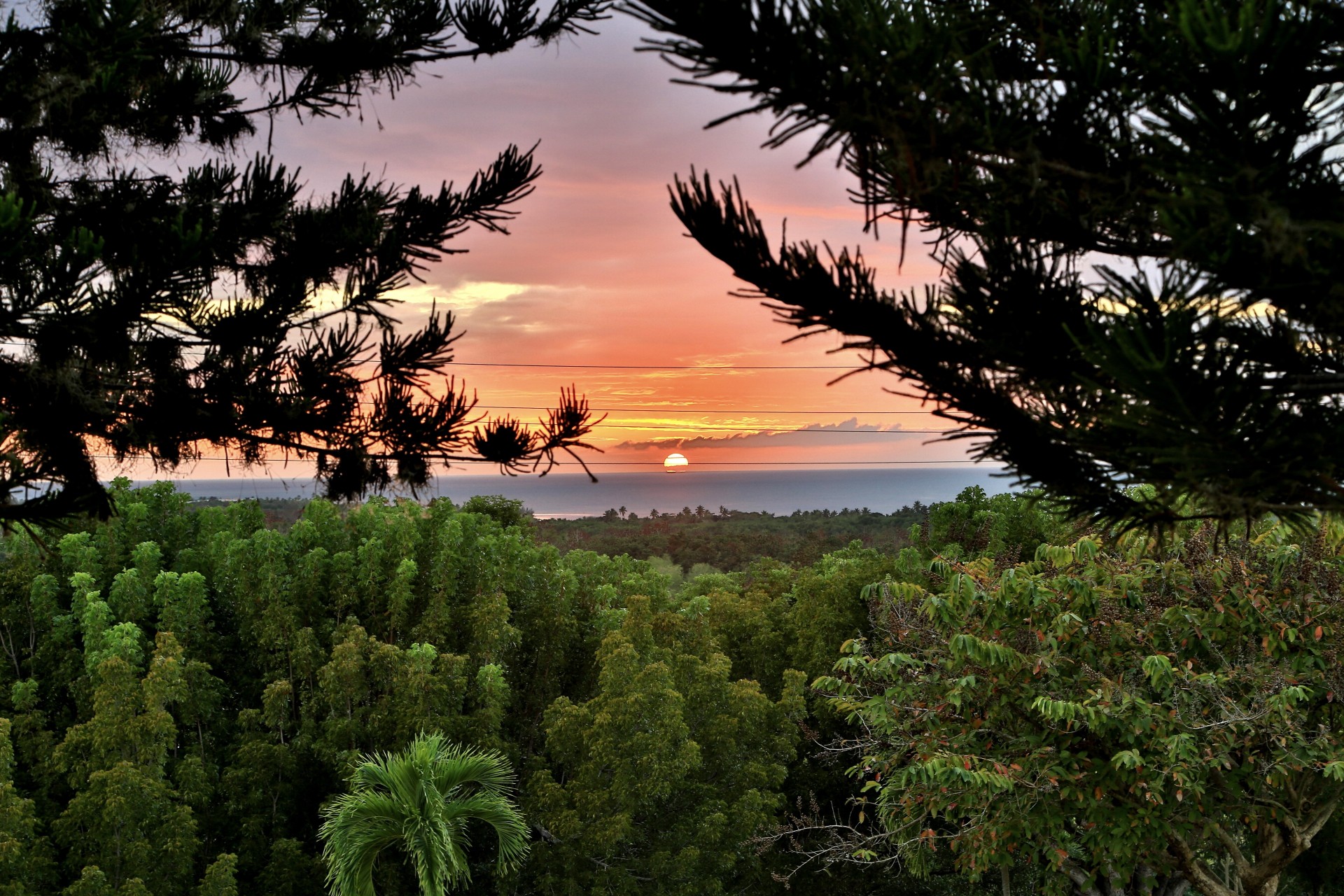 unset tree forest cabo rojo sun puerto rico horizon