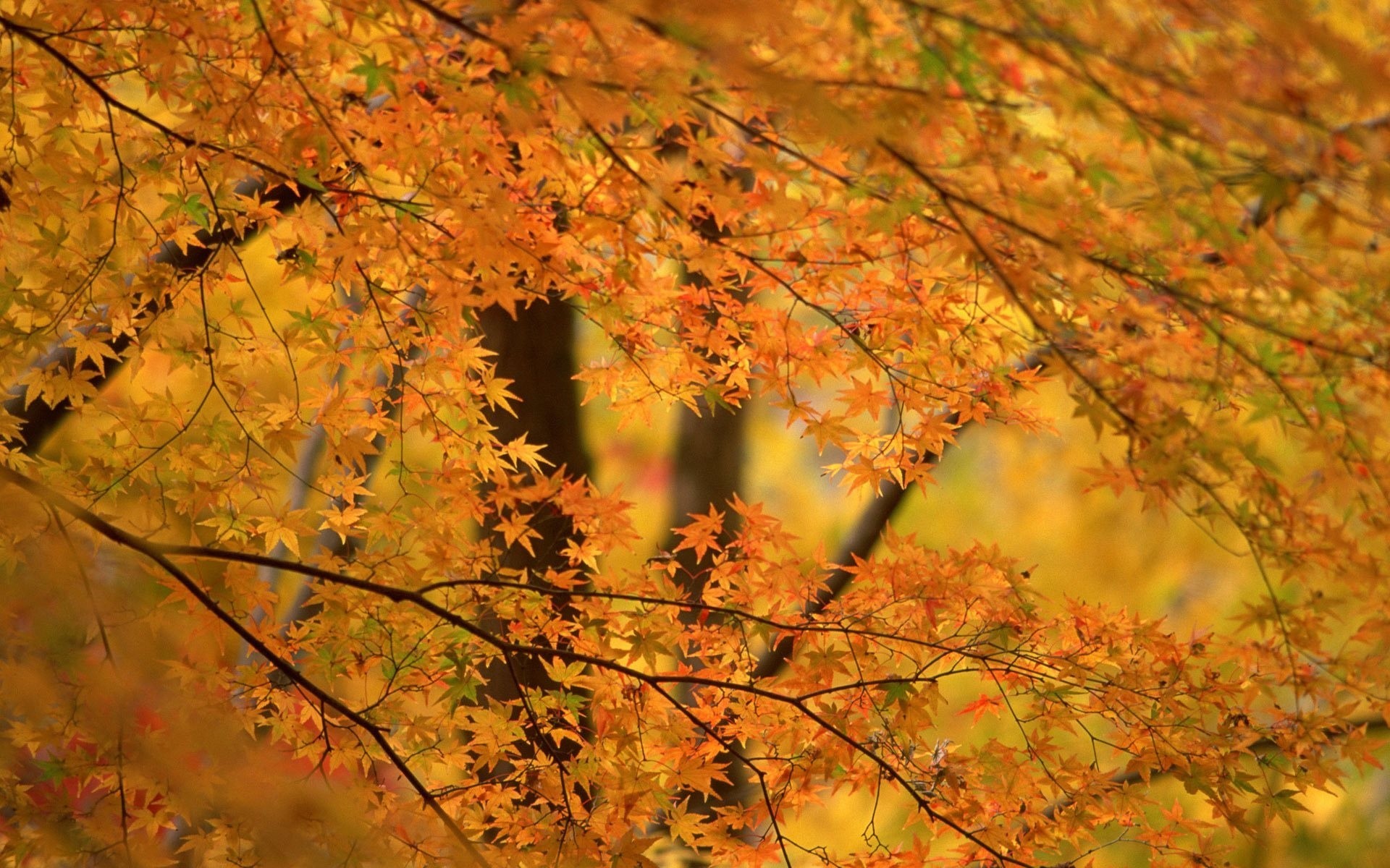 foliage orange background tree palm autumn