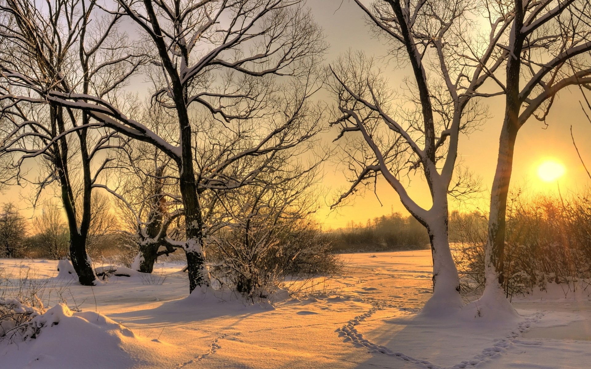 árboles paisajes invierno puesta de sol