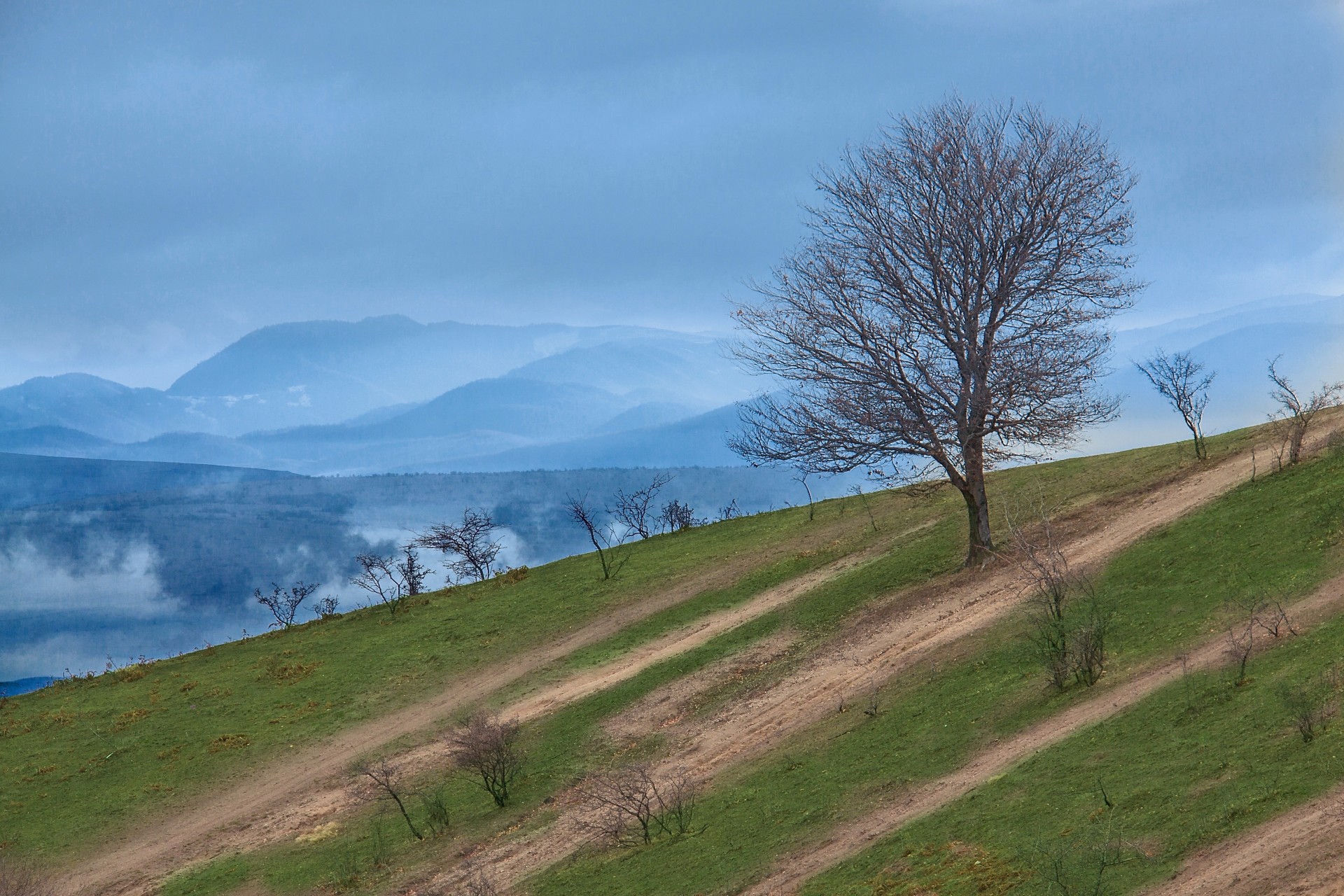 hang berge natur baum