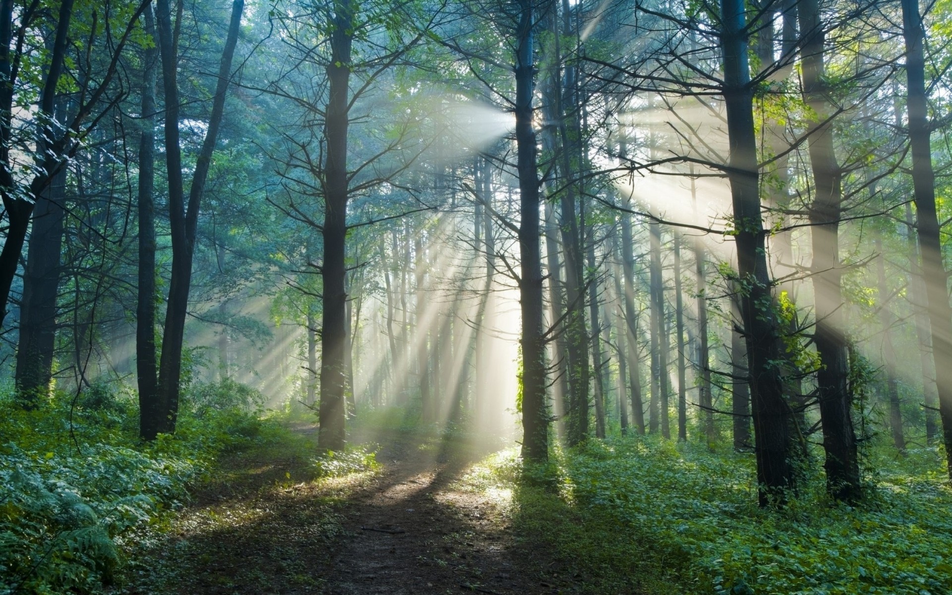 naturaleza rayos verano luz mañana bosque sol escuadrón