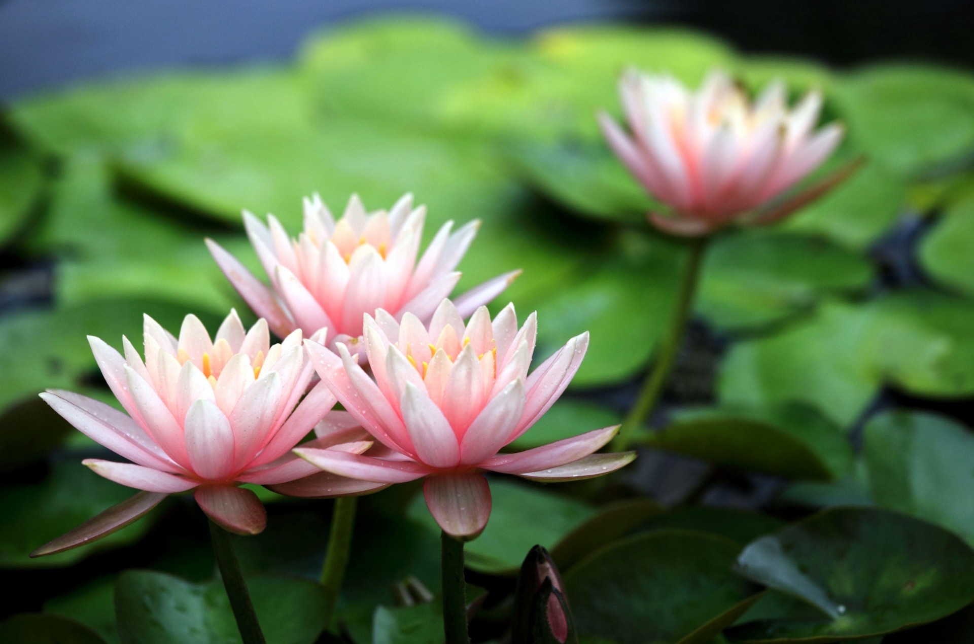 heet pond water lilies close up blur