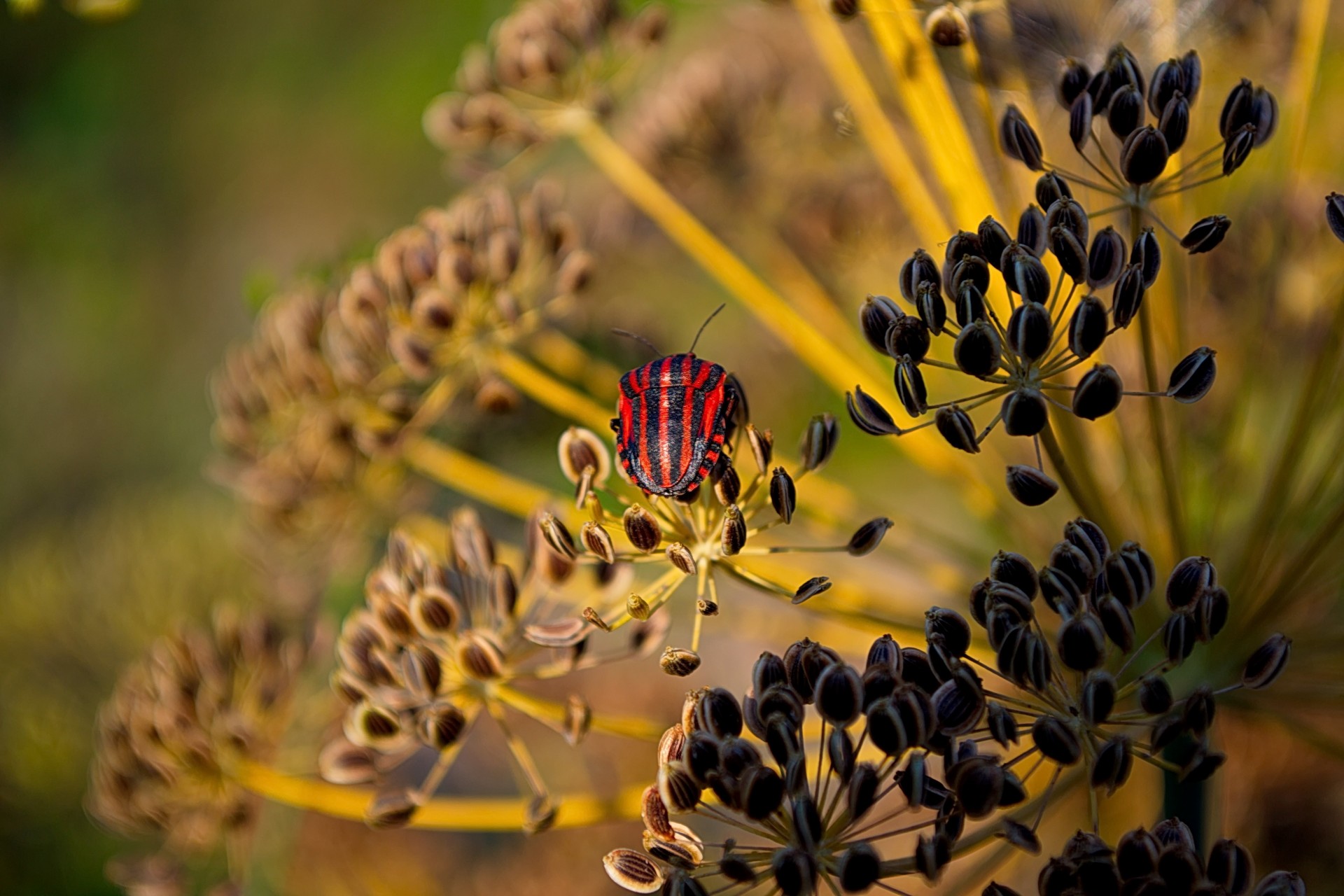 close up bug flower nature