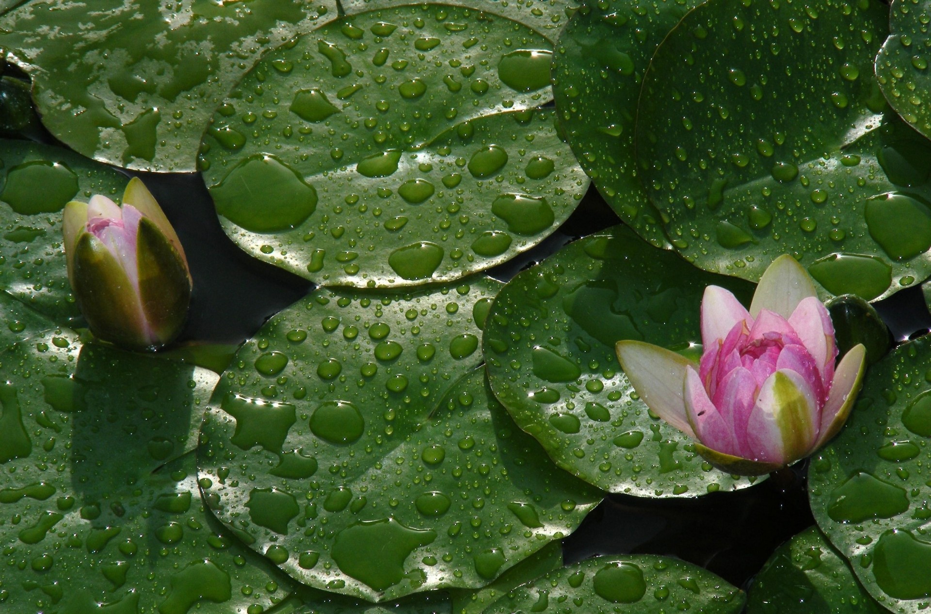 lirios de agua hoja cae brotes agua