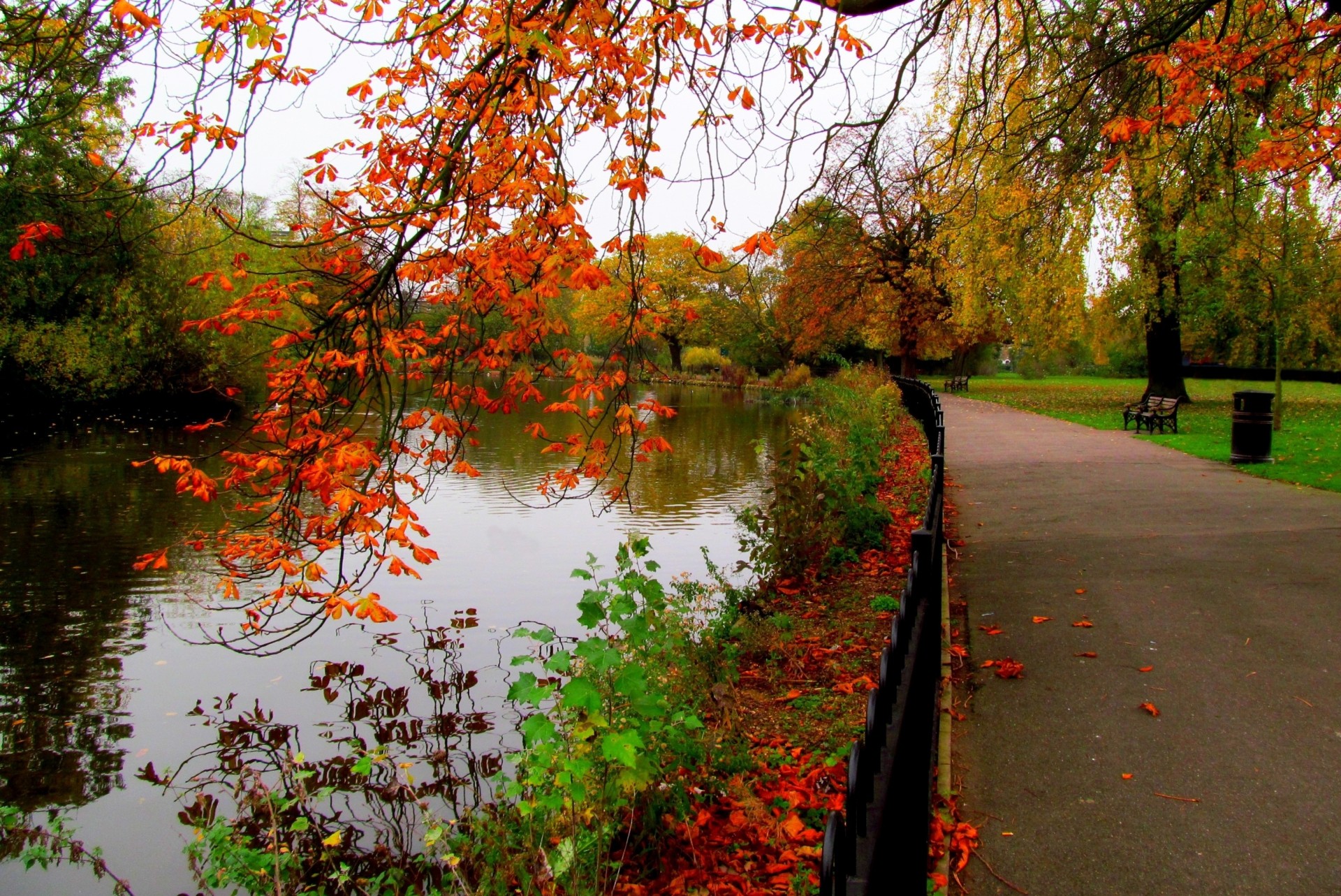 river nature palm forest alley sheet autumn park walk