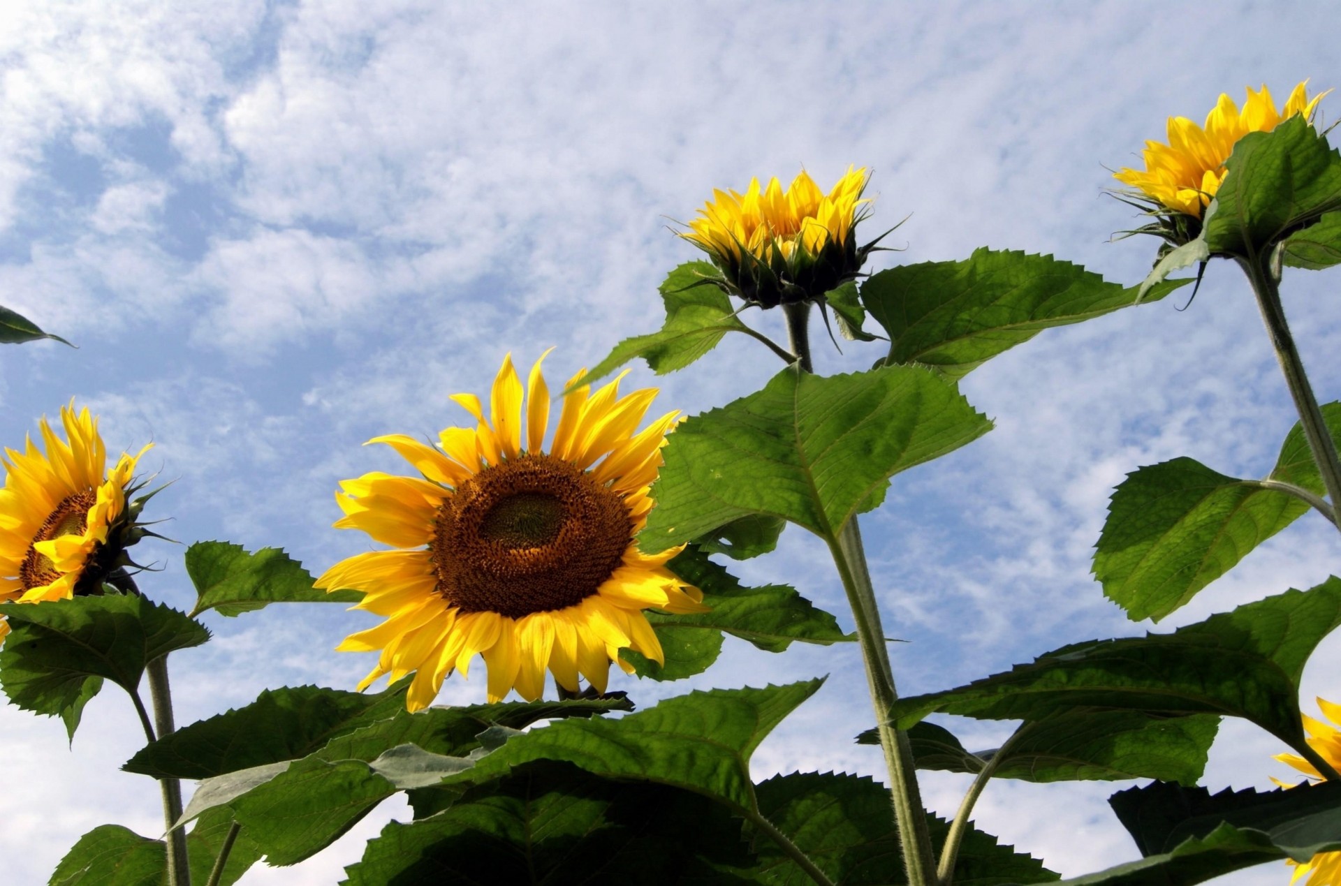 feld himmel sonnenblumen sommer wolken