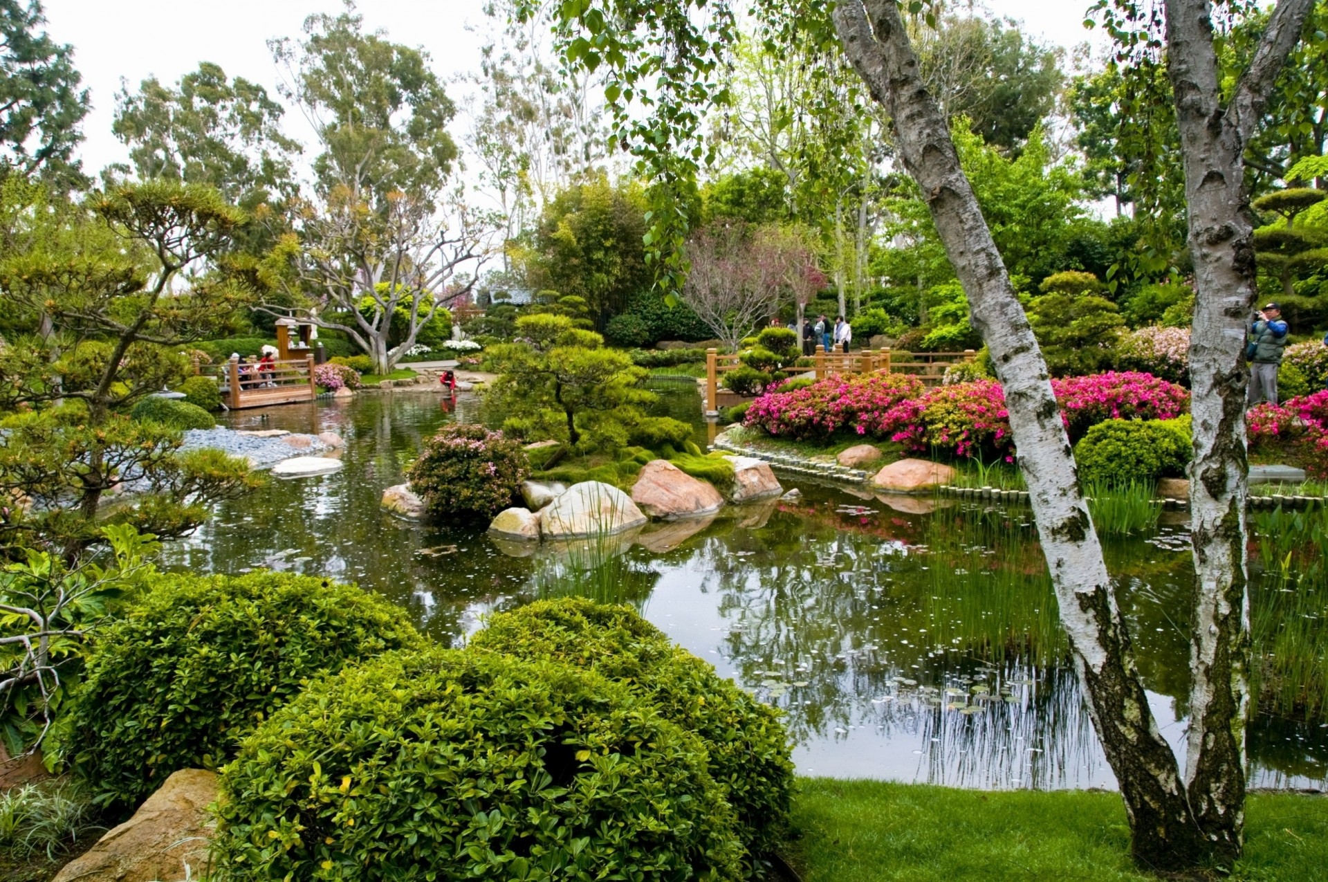 étang arbres bouleau touristes verdure jardin