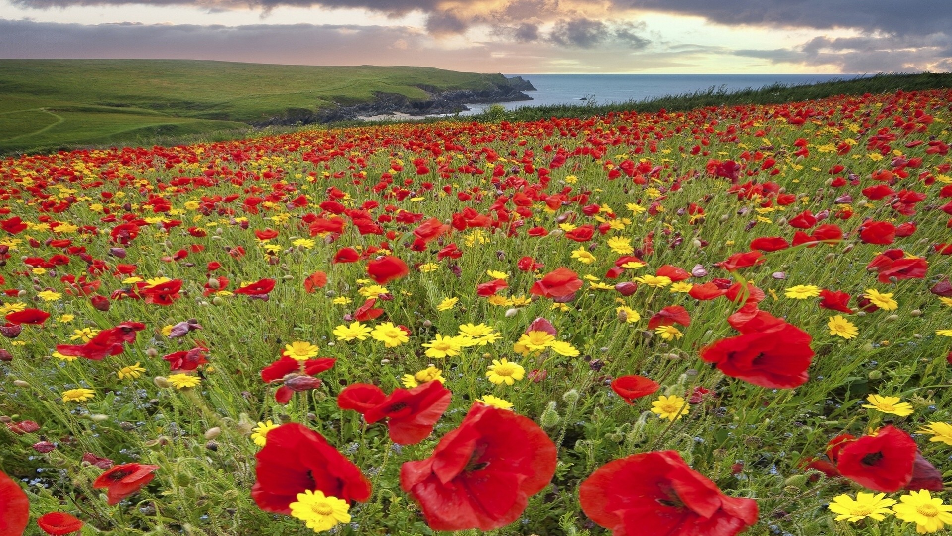 cornwall coast chamomile england flower poppies meadow