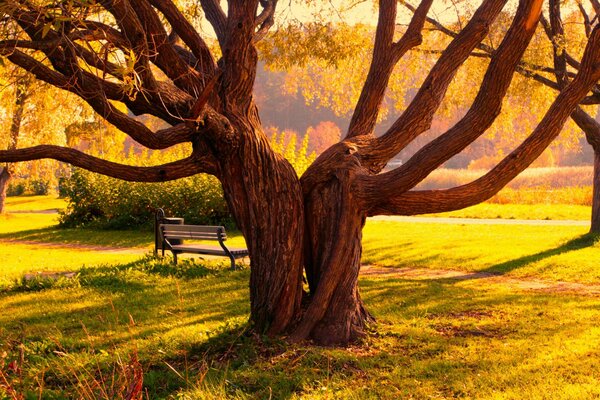 Beautiful autumn time in the park