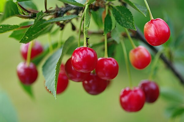 Jugosas cerezas y hojas en un fondo de otoño