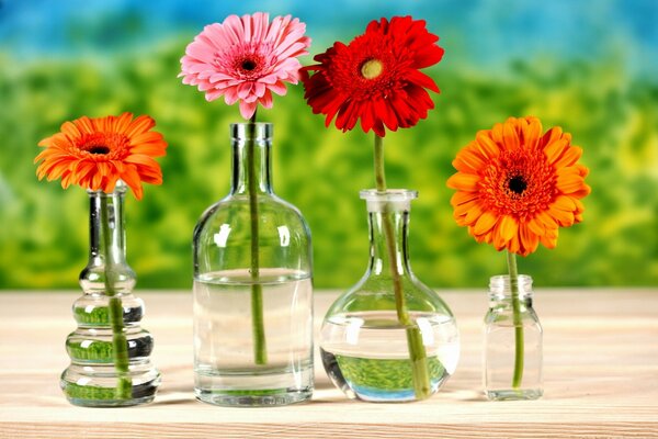 Verschiedene Gerberaflaschen und Blumen