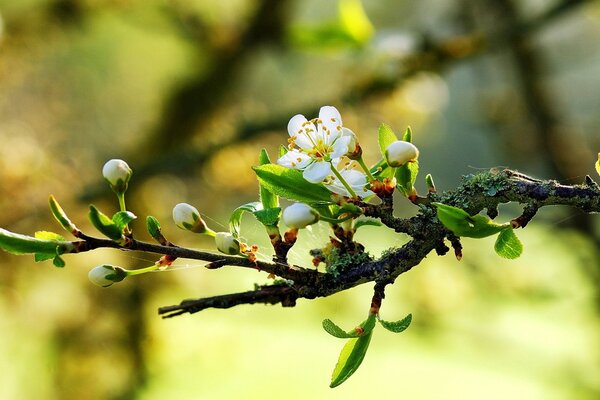 Flowers bloom on the branches in spring