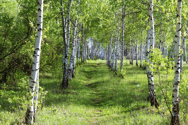 Waldweg entlang junger Birken