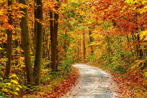 Paesaggio autunnale con strada e fogliame giallo