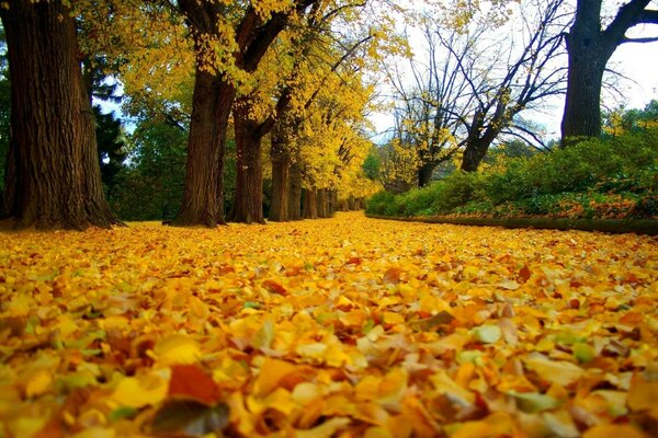 A walk through the golden autumn park through the foliage