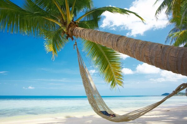 Vacaciones en el mar, hamaca en la palma