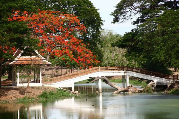 Pont sur la rivière entourée de feuillage luxuriant des arbres