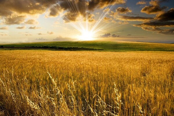 Paesaggio di campo con grano su sfondo tramonto