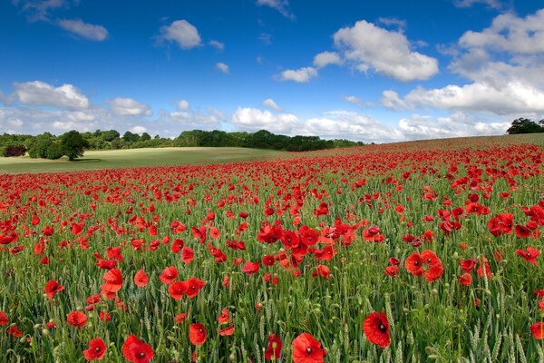 Champ de coquelicots lumineux et ciel bleu