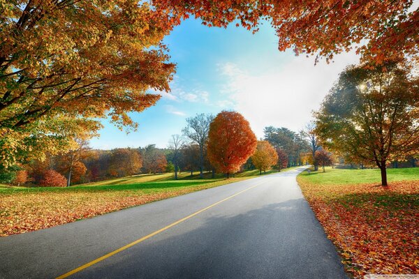 Road, highway. Autumn forest. Yellow leaves