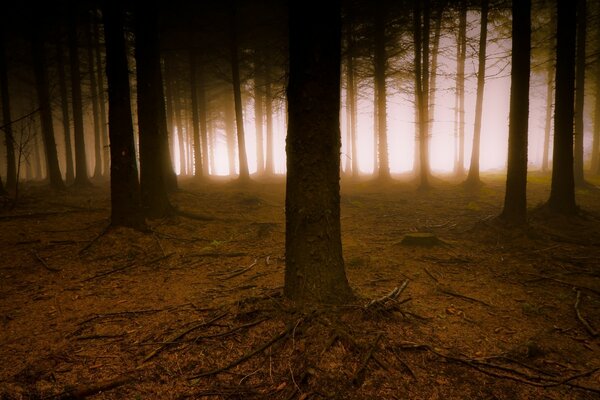 Dunkler, nebliger, geheimnisvoller Wald