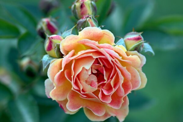 Rosebuds and pink rose flower