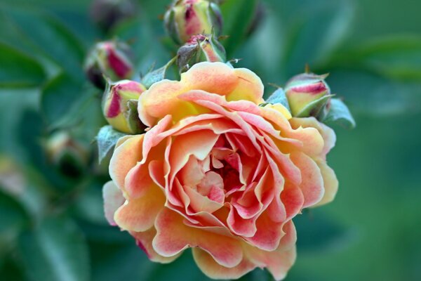 Бутоны и розовый цветок розы