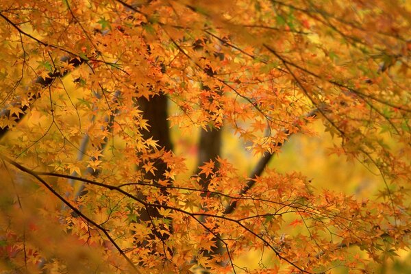 Осенью оранжевый фон деревьев