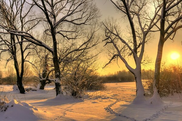 Paisajes en invierno y árboles